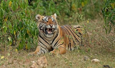 Sariska Wildlife Santuary
