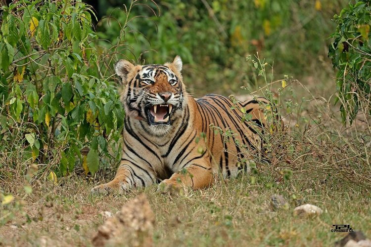 Sariska Wildlife Santuary