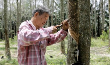 Rubber Plantations Visit