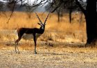 Tal Chappar Wildlife Sanctuary, Rajasthan - Wanderela