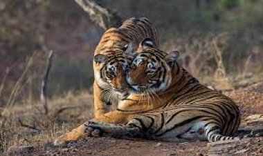 Ranthambore - Wanderela