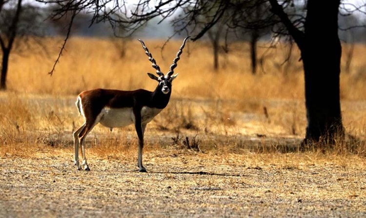 Tal Chappar Wildlife Sanctuary, Rajasthan - Wanderela