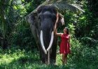 Elephant Safari Park, Bali - wanderela