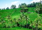 Jatiluwih Green Land, Bali - wanderela