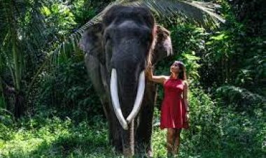 Elephant Safari Park, Bali - wanderela