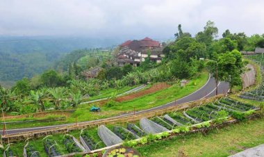 Bali Strawberry Farm - Wanderela