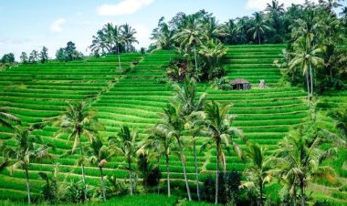 Jatiluwih Green Land, Bali - wanderela
