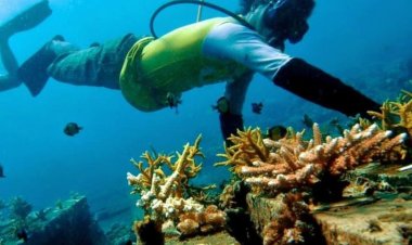 Serengan Island Coral Farm