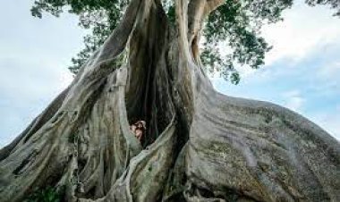 Giant Banyan Tree, Bali - Wanderela