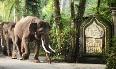 Elephant Safari Park, Bali - Wanderela