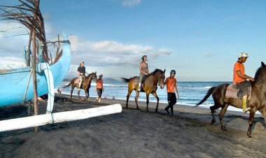 Bali Island Horse, Wanderela - Bali