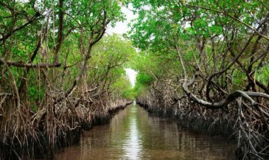 Mangrove Forest, Bali - Wanderela