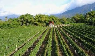 Hatten Wines Farm, Bali - Wanderela