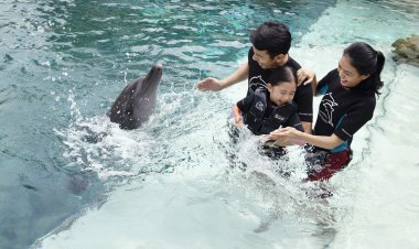 Dolphin Island Singapore - Wanderela