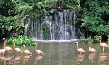 Jurong Bird Park, Singapore - Wanderela