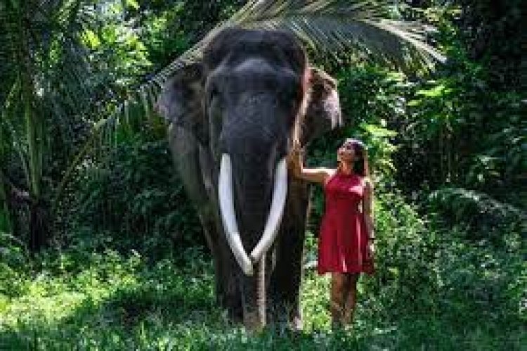 Elephant Safari Park, Bali - wanderela