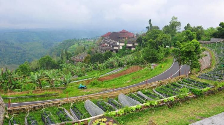 Bali Strawberry Farm - Wanderela