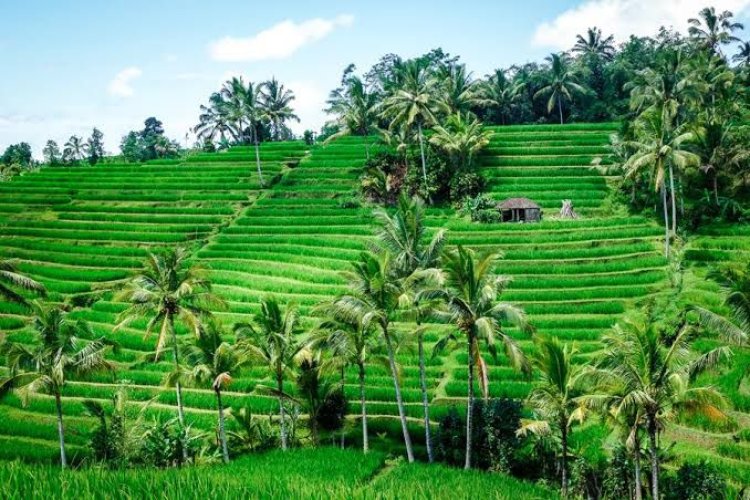 Jatiluwih Green Land, Bali - wanderela
