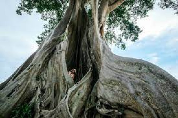 Giant Banyan Tree, Bali - Wanderela