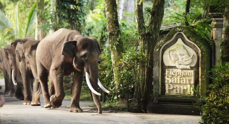 Elephant Safari Park, Bali - Wanderela