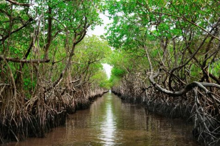 Mangrove Forest, Bali - Wanderela