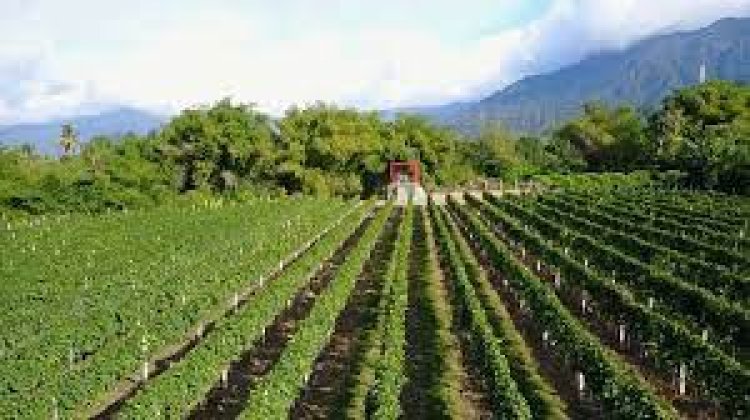 Hatten Wines Farm, Bali - Wanderela