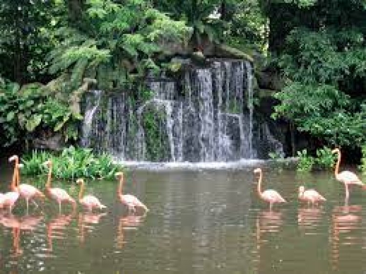Jurong Bird Park, Singapore - Wanderela