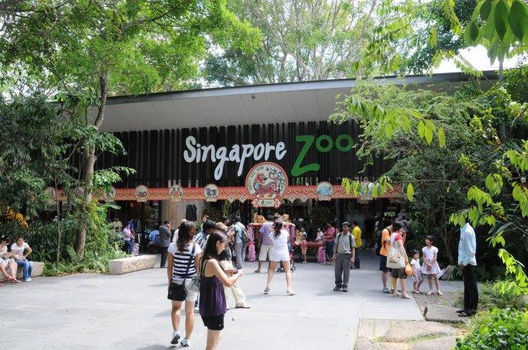 Singapore Zoo - Wanderela