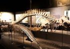 Lee Kong Chian Natural History Museum, Singapore - Wanderela