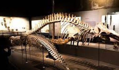 Lee Kong Chian Natural History Museum, Singapore - Wanderela