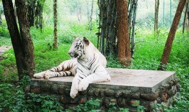 Linganamakki Wildlife Sanctuary: Embracing the Rich Biodiversity of the Western Ghats