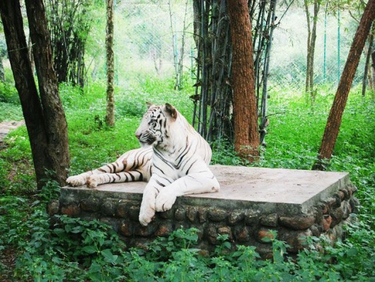 Linganamakki Wildlife Sanctuary: Embracing the Rich Biodiversity of the Western Ghats