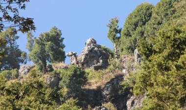 Camel's Back Road: A Serene Stroll Through Nature's Beauty in Mussoorie