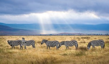 Tanzania Monsoon Safari: Embrace the Wild Beauty of the Serengeti