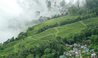 Exploring the Enchanting Beauty of Darjeeling: A Journey to the "Queen of the Hills"