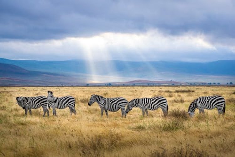 Tanzania Monsoon Safari: Embrace the Wild Beauty of the Serengeti